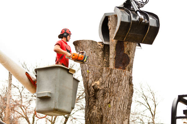 Best Fruit Tree Pruning  in Peoria, IL